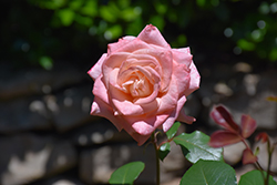 Awareness Rose (Rosa 'Awareness') at Lakeshore Garden Centres