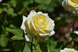 Tom Foster Rose (Rosa 'Tom Foster') at Lakeshore Garden Centres