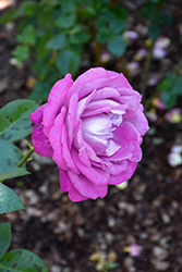 Charles de Gaulle Rose (Rosa 'MEIlanein') at Stonegate Gardens
