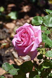 Bride's Dream Rose (Rosa 'Bride's Dream') at Lakeshore Garden Centres