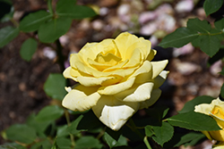 Hopie Girl Rose (Rosa 'Hopie Girl') at Lakeshore Garden Centres