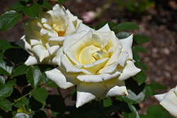 Lemon Spice Rose (Rosa 'Lemon Spice') at Stonegate Gardens