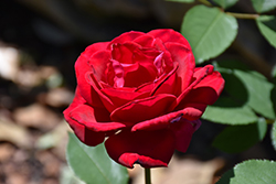 Love's Magic Rose (Rosa 'KORmiach') at Stonegate Gardens