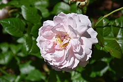 Blessed Child Rose (Rosa 'Blessed Child') at Lakeshore Garden Centres