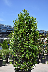 Bright 'N Tight Carolina Laurel (Prunus caroliniana 'Monus') at Stonegate Gardens