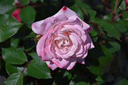 Lavender Crush&Trade; Rose (Rosa 'TEXmourug') at Lakeshore Garden Centres