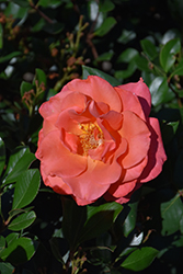 Ring Of Fire Rose (Rosa 'GREhotmar') at Lakeshore Garden Centres