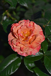 Frida Kahlo Rose (Rosa 'WEKcifrabaun') at Stonegate Gardens