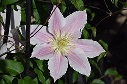 Vancouver Cotton Candy Clematis (Clematis 'Vancouver Cotton Candy') at Stonegate Gardens