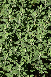 Green Cloud Texas Sage (Leucophyllum frutescens 'Green Cloud') at Stonegate Gardens