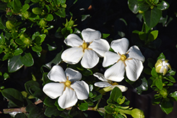 Little Daisy Gardenia (Gardenia augusta 'RLH-GA1') at Lakeshore Garden Centres