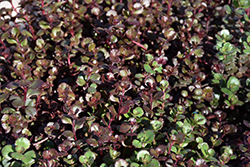 Bronze Carpet Stonecrop (Sedum spurium 'Bronze Carpet') at Lakeshore Garden Centres
