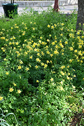 Texas Gold Columbine (Aquilegia chrysantha var. hinckleyana) at A Very Successful Garden Center