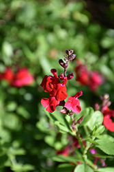 Lipstick Texas Sage (Salvia greggii 'Lipstick') at A Very Successful Garden Center