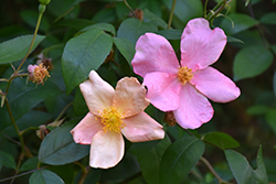 China Rose (Rosa chinensis var. mutabilis) at Stonegate Gardens