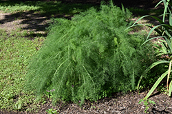 Fennel (Foeniculum vulgare) at The Mustard Seed