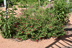 Lipstick Texas Sage (Salvia greggii 'Lipstick') at Lakeshore Garden Centres