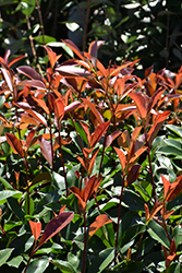 Red Fury Photinia (Photinia 'Parsur') at Stonegate Gardens