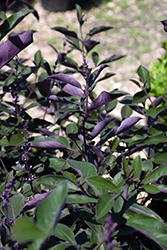 Fascination Arabian Lilac (Vitex trifolia 'Fascination') at Stonegate Gardens