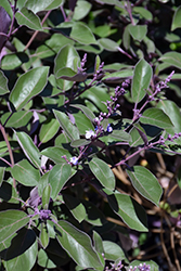 Fascination Arabian Lilac (Vitex trifolia 'Fascination') at Stonegate Gardens