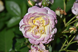 Huntington's 100th Rose (Rosa 'WEKjucistwe') at Stonegate Gardens