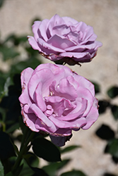Blue Girl Rose (Rosa 'Blue Girl') at Stonegate Gardens