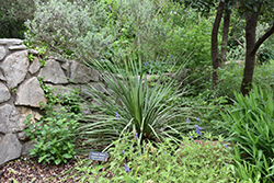 Texas Sotol (Dasylirion texanum) at Lakeshore Garden Centres