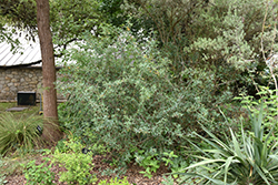 Agarita (Mahonia trifoliolata) at Stonegate Gardens