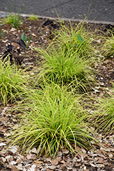 EverColor Everillo Japanese Sedge (Carex oshimensis 'Everillo') at Stonegate Gardens