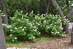 Oakleaf Hydrangea (Hydrangea quercifolia) at Stonegate Gardens