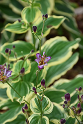 Samurai Toad Lily (Tricyrtis formosana 'Samurai') at Stonegate Gardens