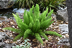Myers Foxtail Fern (Asparagus densiflorus 'Myers') at Lakeshore Garden Centres