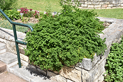 Parsley (Petroselinum crispum) at Stonegate Gardens