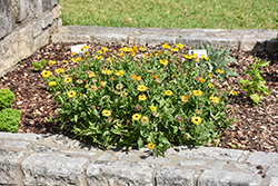 Pot Marigold (Calendula officinalis) at Stonegate Gardens