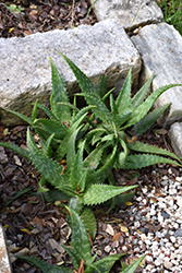 Dwarf Soap Aloe (Aloe grandidentata) at A Very Successful Garden Center