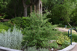 Sweet Almond Bush (Aloysia virgata) at Stonegate Gardens