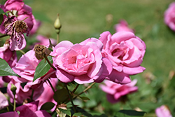 Le Vesuve Rose (Rosa 'La Vesuve') at Lakeshore Garden Centres