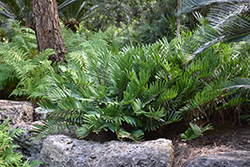 Coontie (Zamia integrifolia) at Stonegate Gardens