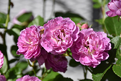 Sweet Pea Rose (Rosa 'Sweet Pea') at Lakeshore Garden Centres