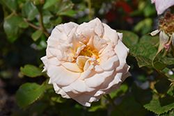 Lady Ashe Rose (Rosa 'Lady Ashe') at Lakeshore Garden Centres