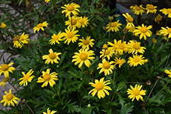 Sonnenschein African Bush Daisy (Euryops chrysanthemoides 'Sonnenschein') at A Very Successful Garden Center