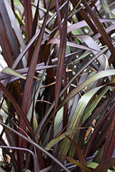 First Knight Fountain Grass (Pennisetum 'First Knight') at Lakeshore Garden Centres
