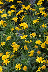 African Bush Daisy (Euryops chrysanthemoides) at Lakeshore Garden Centres