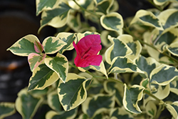 Raspberry Ice Bougainvillea (Bougainvillea 'Raspberry Ice') at Lakeshore Garden Centres