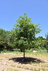 Monterrey Oak (Quercus polymorpha) at Stonegate Gardens