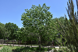 Texas Ash (Fraxinus texensis) at Stonegate Gardens
