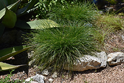 Texas Sedge (Carex texensis) at A Very Successful Garden Center