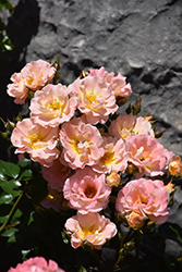 Peach Drift Rose (Rosa 'Meiggili') at Stonegate Gardens