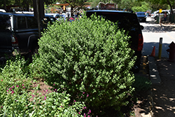 Green Cloud Texas Sage (Leucophyllum frutescens 'Green Cloud') at Stonegate Gardens