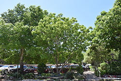 Arroyo Sweetwood (Myrospermum sousanum) at Stonegate Gardens